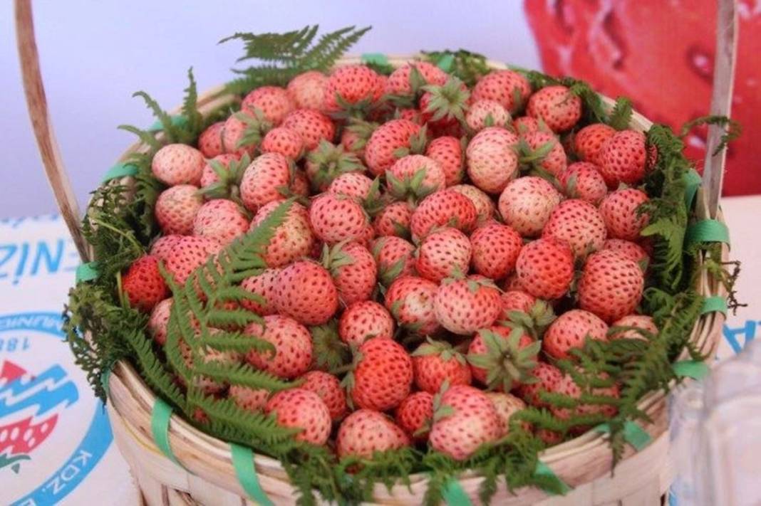 Bu yıl adeta topraktan fışkırıyor, kapış kapış satılıyor! Osmanlı sultanları bu meyve olmadan sofraya oturmazdı 15